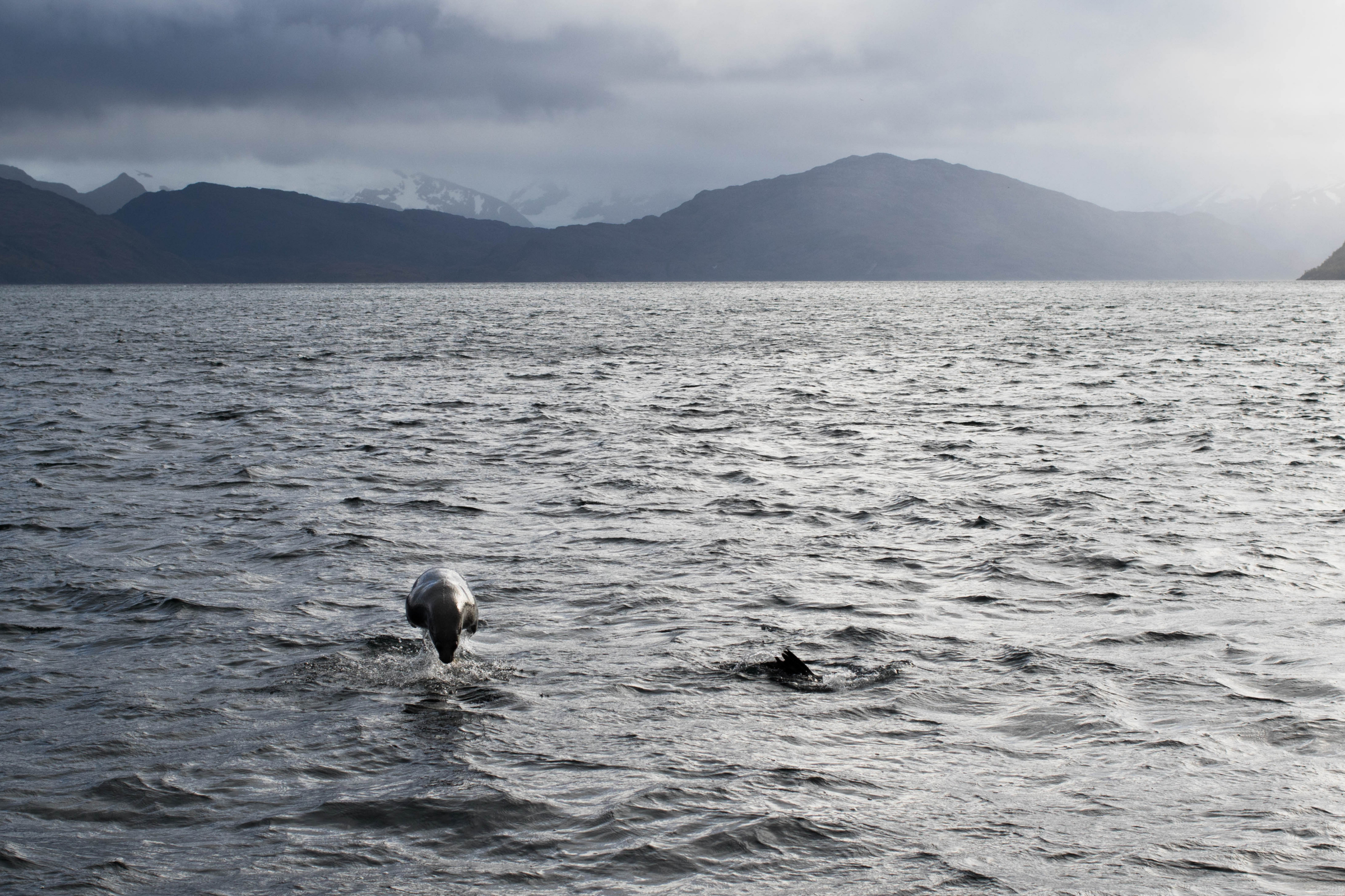 francisco coloane marine park (4).webp
